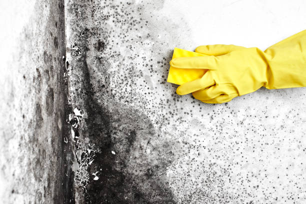 Best Industrial Mold Remediation  in West End, NY