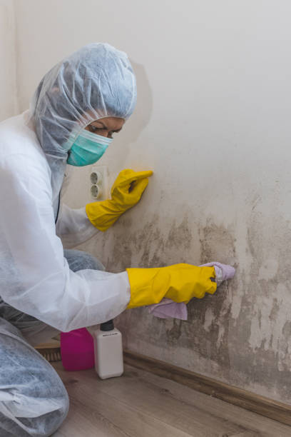 Best Mold Documentation for Insurance Claims  in West End, NY