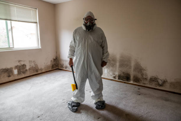 Environmental Consulting for Mold Prevention in West End, NY